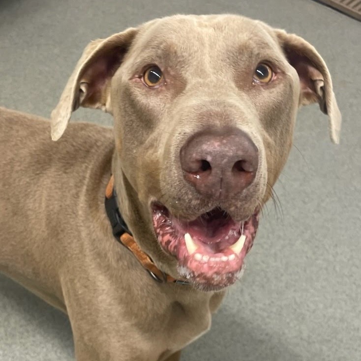 Hayes, an adoptable Doberman Pinscher in Kingman, KS, 67068 | Photo Image 1