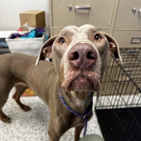 Hayes, an adoptable Doberman Pinscher in Kingman, KS, 67068 | Photo Image 3