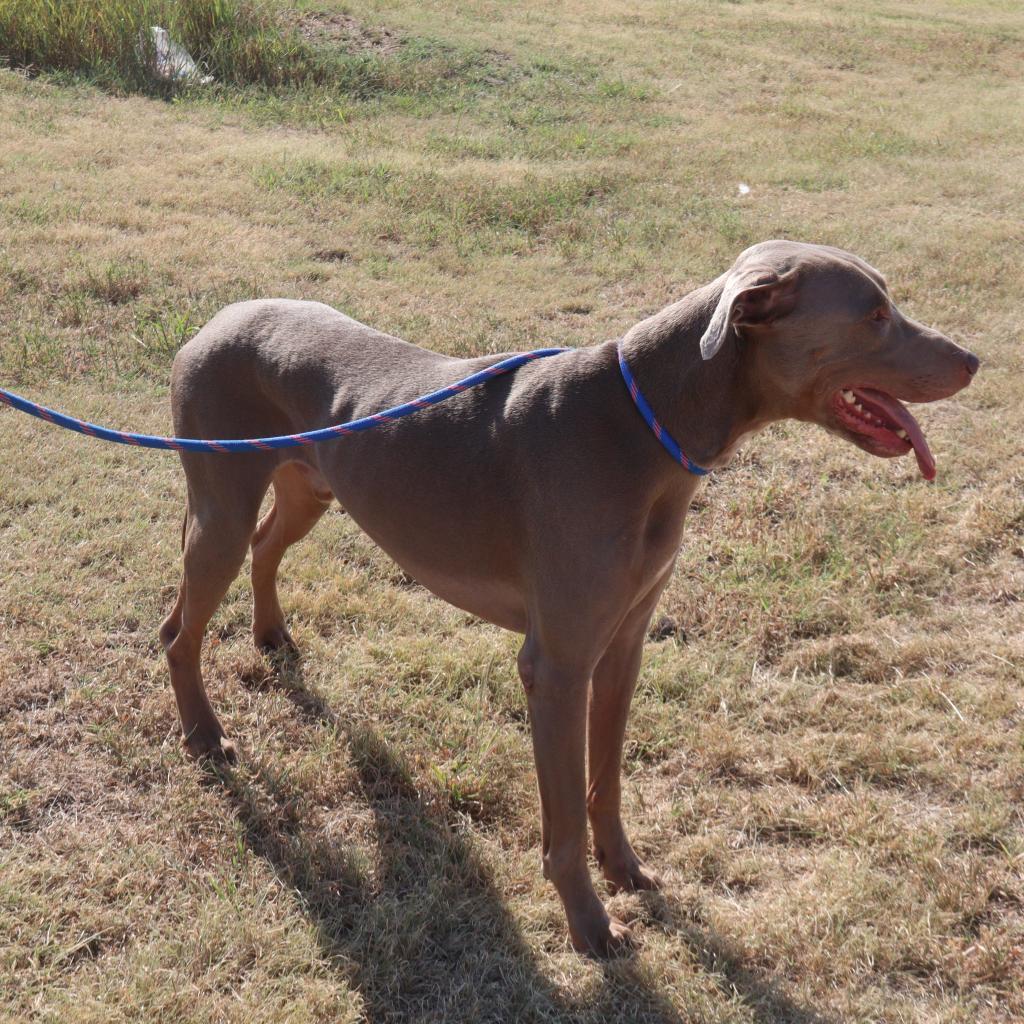 Hayes, an adoptable Doberman Pinscher in Kingman, KS, 67068 | Photo Image 3