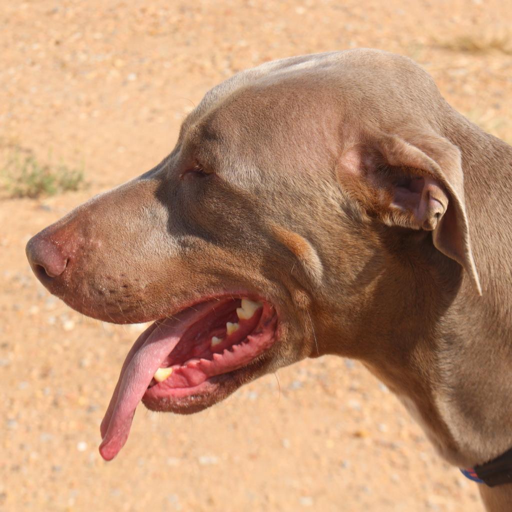 Hayes, an adoptable Doberman Pinscher in Kingman, KS, 67068 | Photo Image 4