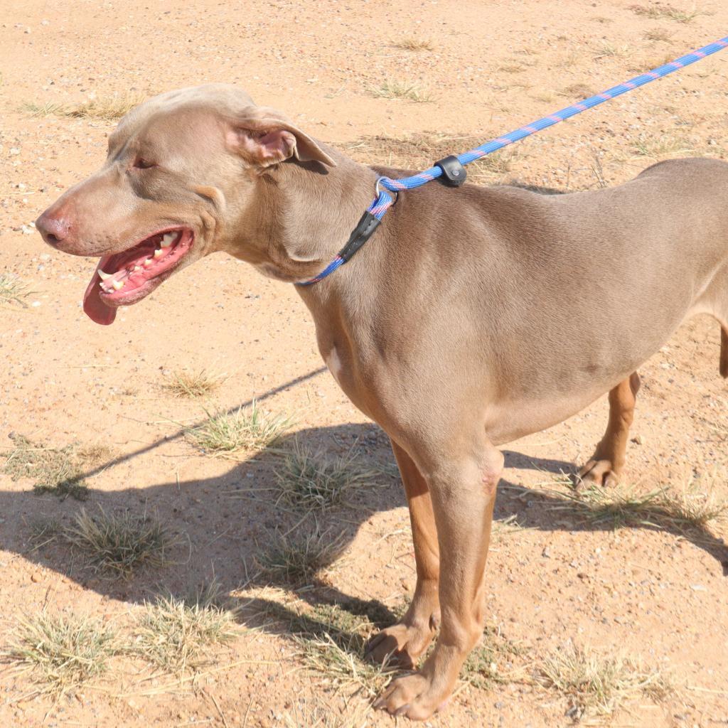 Hayes, an adoptable Doberman Pinscher in Kingman, KS, 67068 | Photo Image 5