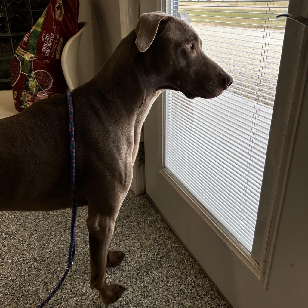 Hayes, an adoptable Doberman Pinscher in Kingman, KS, 67068 | Photo Image 6