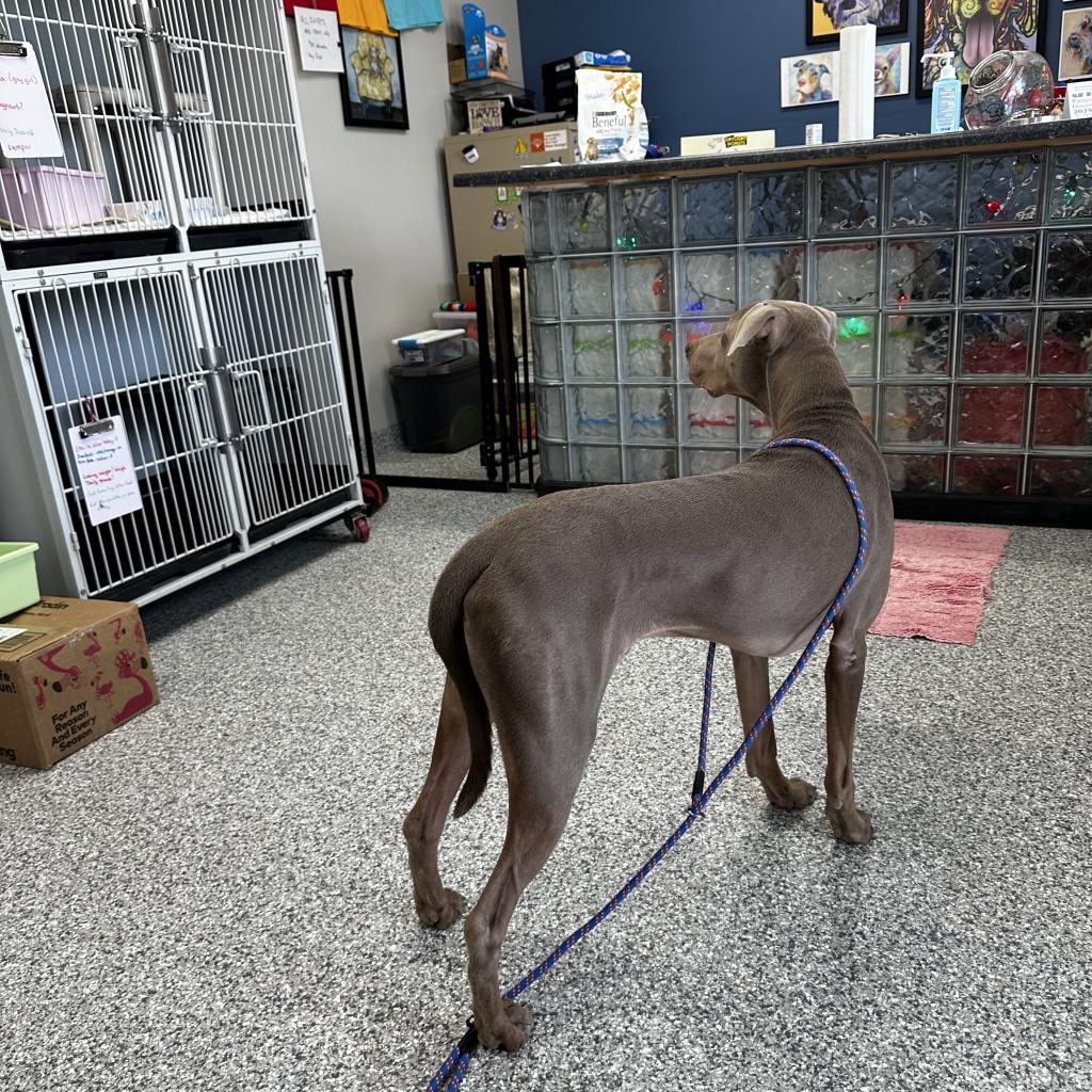 Hayes, an adoptable Doberman Pinscher in Kingman, KS, 67068 | Photo Image 6