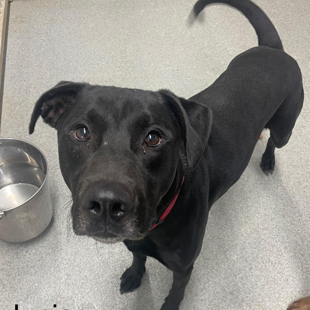 Junior, an adoptable Doberman Pinscher in Kingman, KS, 67068 | Photo Image 1