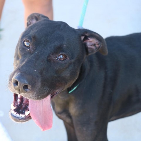 Junior, an adoptable Doberman Pinscher in Kingman, KS, 67068 | Photo Image 2