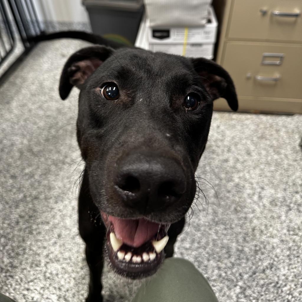 Junior, an adoptable Doberman Pinscher in Kingman, KS, 67068 | Photo Image 2