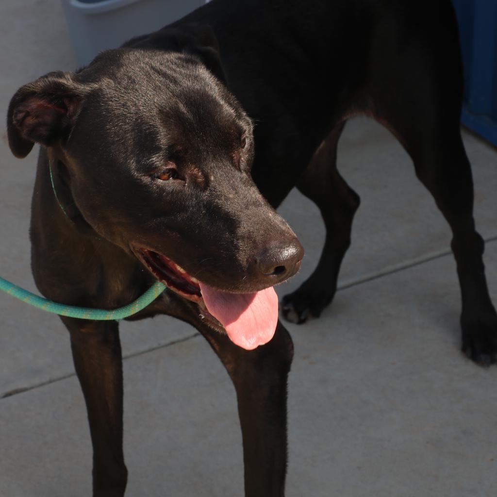 Junior, an adoptable Doberman Pinscher in Kingman, KS, 67068 | Photo Image 4