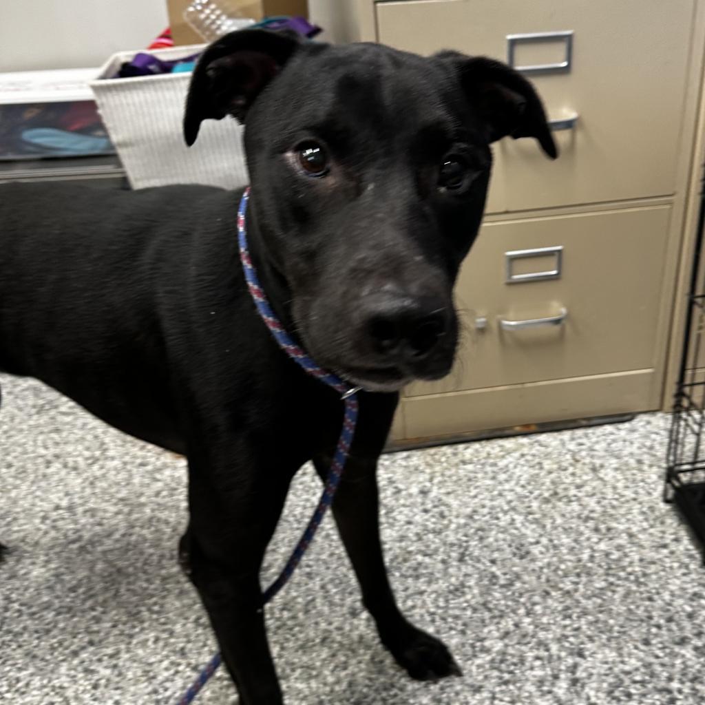 Junior, an adoptable Doberman Pinscher in Kingman, KS, 67068 | Photo Image 5