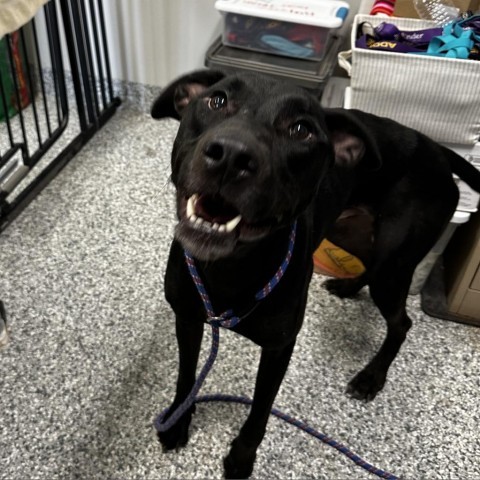 Junior, an adoptable Doberman Pinscher in Kingman, KS, 67068 | Photo Image 6