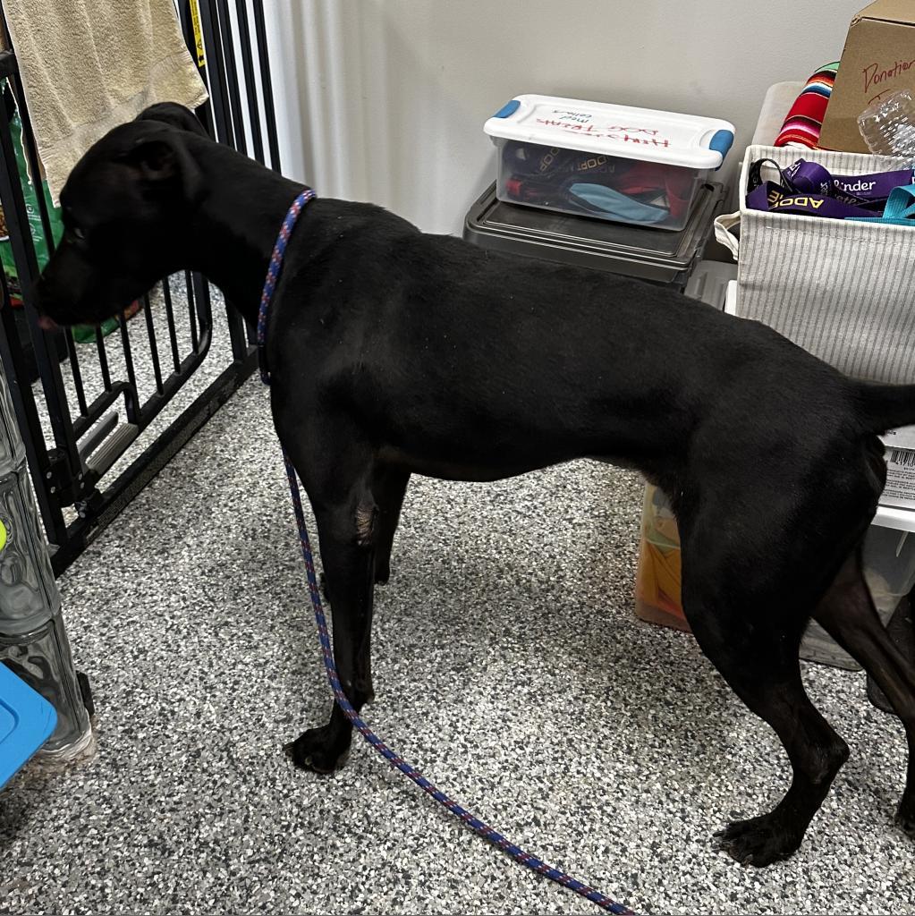 Junior, an adoptable Doberman Pinscher in Kingman, KS, 67068 | Photo Image 6