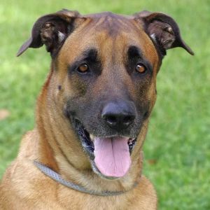 Hi my name is Rocky My owner abandoned me outside PAWS4you I am a sweet pup Im friendly and lov