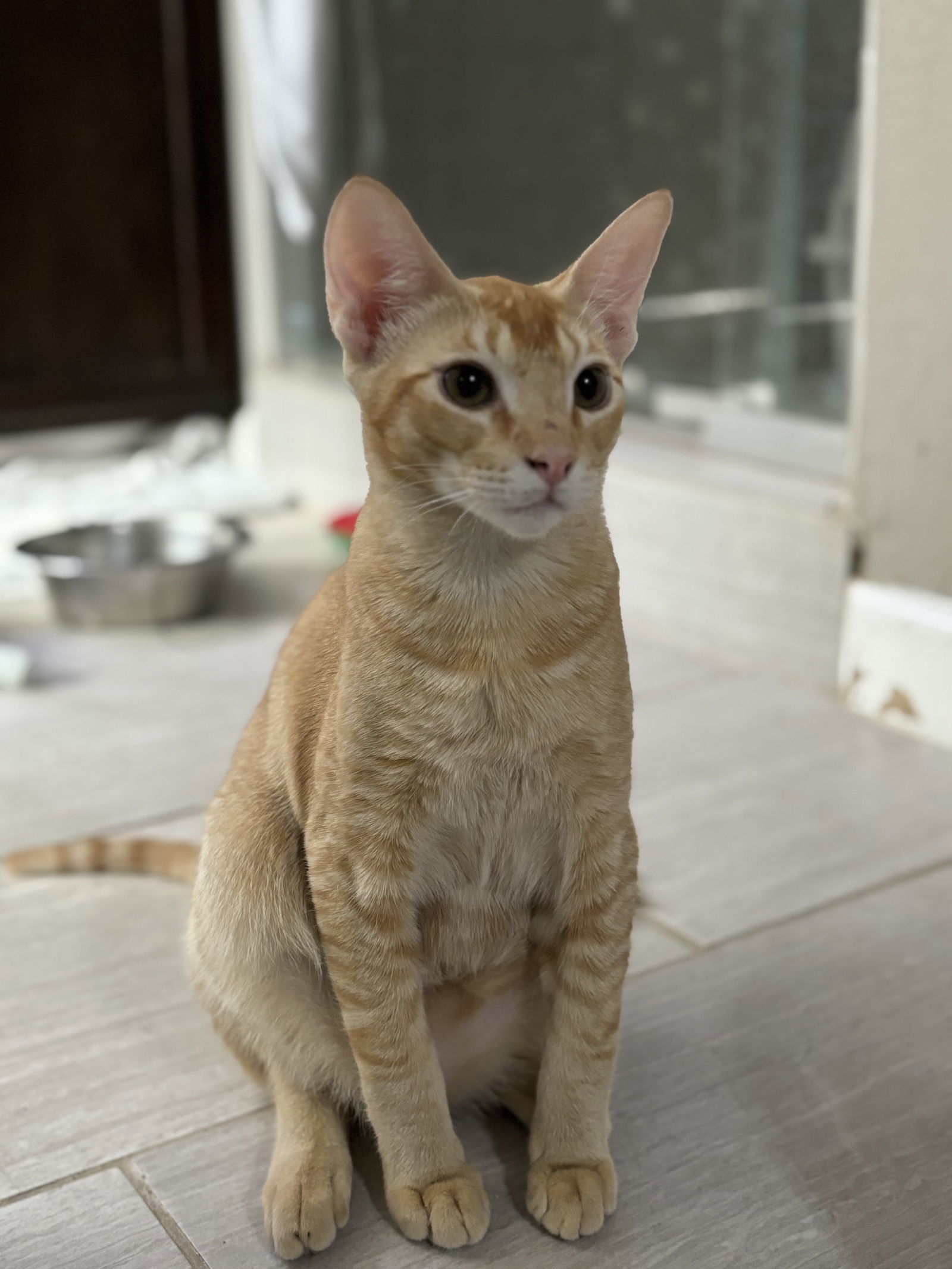 Dunkin Napa Petco, an adoptable Abyssinian, Domestic Short Hair in Napa, CA, 94558 | Photo Image 6