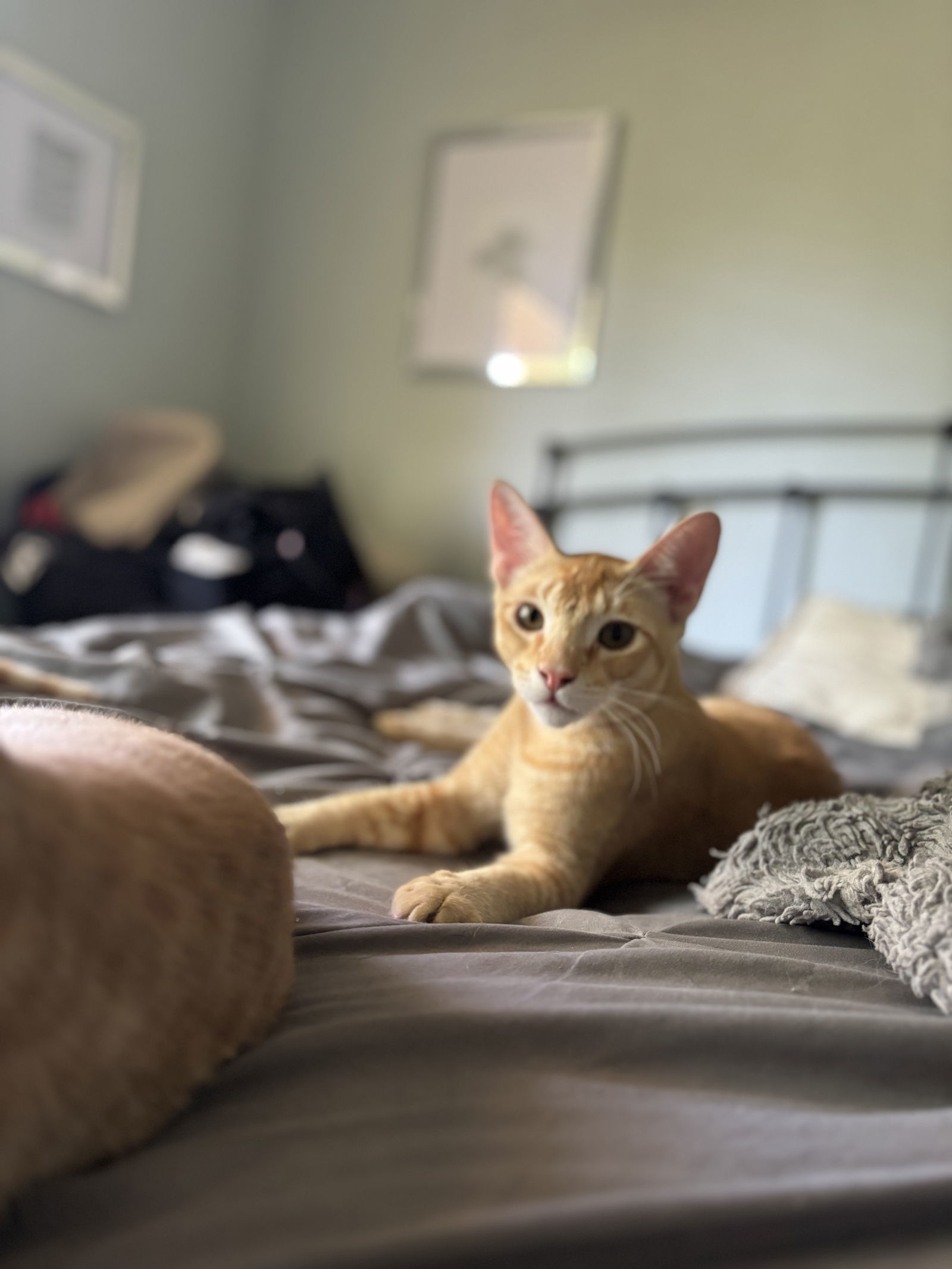 Dunkin Napa Petco, an adoptable Abyssinian, Domestic Short Hair in Napa, CA, 94558 | Photo Image 7