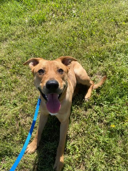 Ravena, an adoptable American Staffordshire Terrier, German Shepherd Dog in McCook, NE, 69001 | Photo Image 1