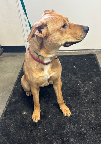 Ravena, an adoptable American Staffordshire Terrier, German Shepherd Dog in McCook, NE, 69001 | Photo Image 2