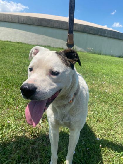 Edo, an adoptable American Staffordshire Terrier, Mixed Breed in McCook, NE, 69001 | Photo Image 1