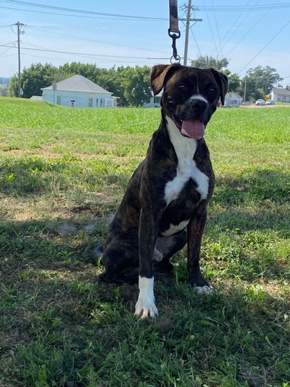 Dublin, an adoptable Boxer, Mixed Breed in McCook, NE, 69001 | Photo Image 1