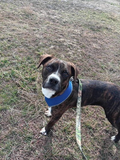 Dublin, an adoptable Boxer, Mixed Breed in McCook, NE, 69001 | Photo Image 2