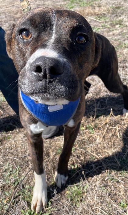 Dublin, an adoptable Boxer, Mixed Breed in McCook, NE, 69001 | Photo Image 3