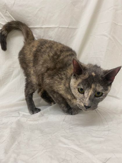 Chimera, an adoptable Domestic Short Hair in McCook, NE, 69001 | Photo Image 2