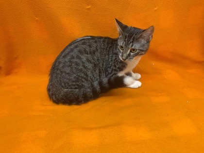 Caliente, an adoptable Domestic Short Hair in McCook, NE, 69001 | Photo Image 1