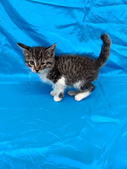 Caliente, an adoptable Domestic Short Hair in McCook, NE, 69001 | Photo Image 3