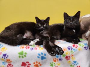 Sesame / Sunflower (Bonded Pair)