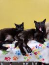 Sesame / Sunflower (Bonded Pair)