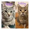 Lilly (FeLV+) / Iggy (Bonded Pair)