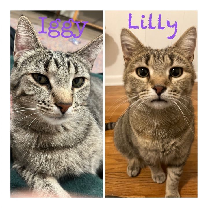 Lilly (FeLV+) / Iggy (Bonded Pair) 2