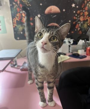 Victor Mouse Killer, Baby Male Tabby