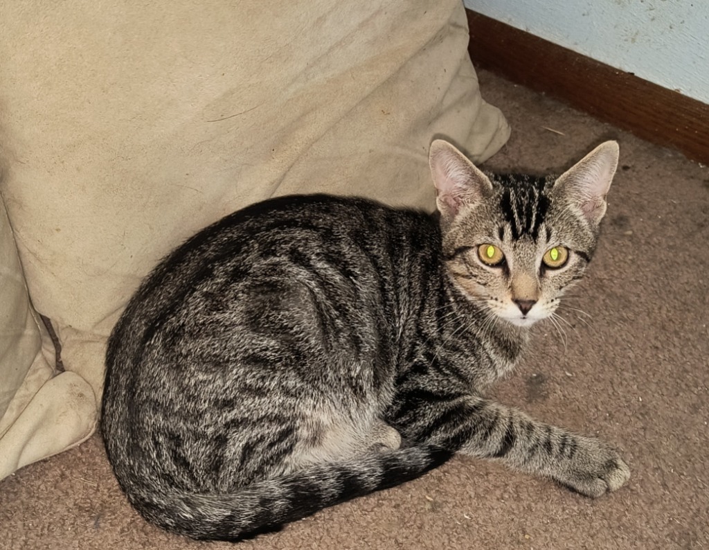 Tigger, an adoptable Domestic Short Hair in Owatonna, MN, 55060 | Photo Image 1