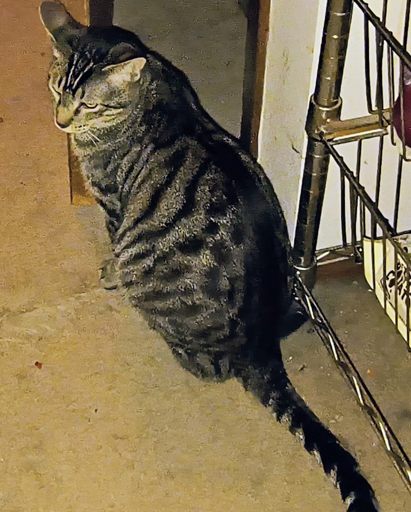 Tigger, an adoptable Domestic Short Hair in Owatonna, MN, 55060 | Photo Image 2