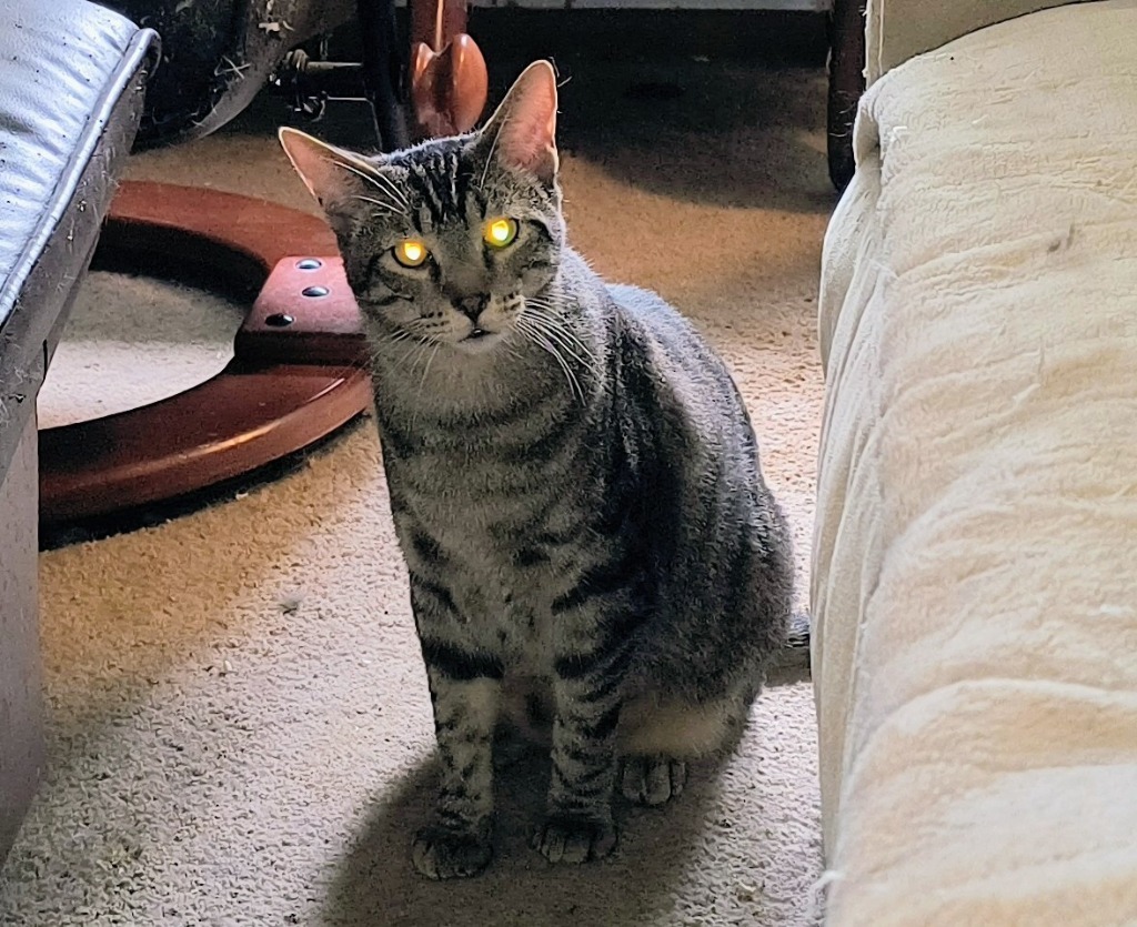 Tigger, an adoptable Domestic Short Hair in Owatonna, MN, 55060 | Photo Image 3