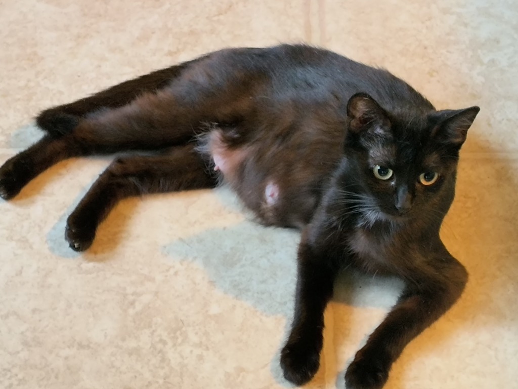 Mama, an adoptable Domestic Short Hair in Owatonna, MN, 55060 | Photo Image 1