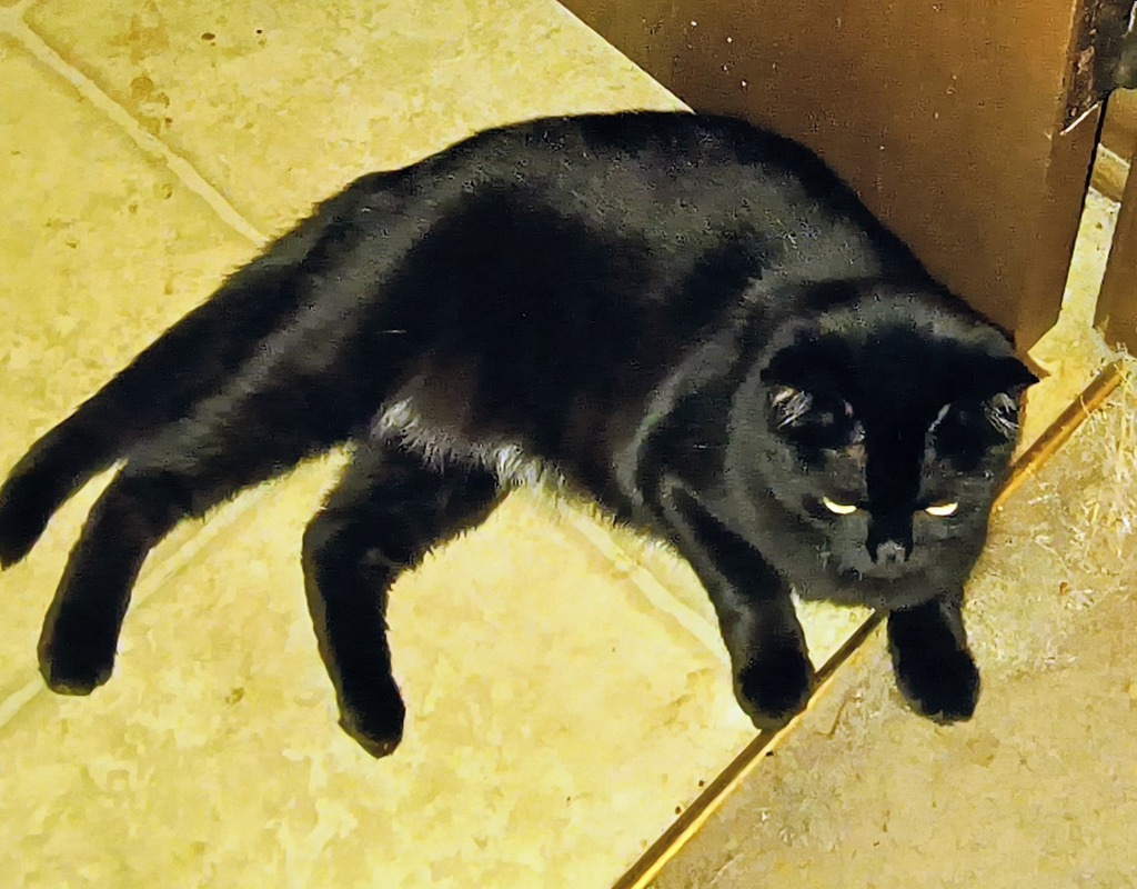 Mama, an adoptable Domestic Short Hair in Owatonna, MN, 55060 | Photo Image 2