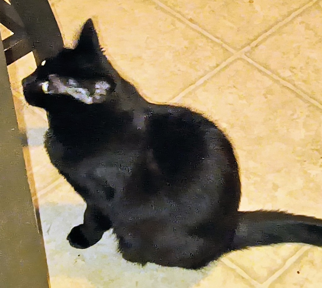 Mama, an adoptable Domestic Short Hair in Owatonna, MN, 55060 | Photo Image 3