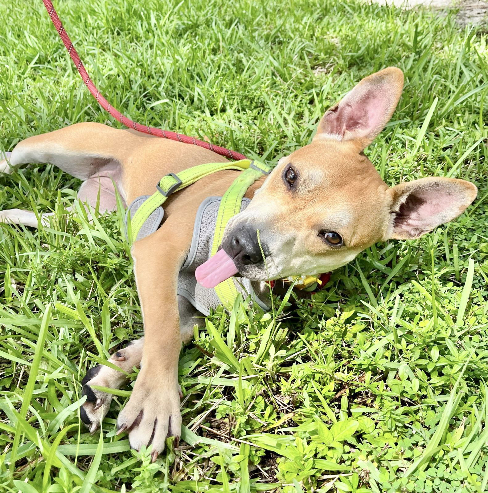CHEROKEE, an adoptable Corgi in Margate, FL, 33068 | Photo Image 4