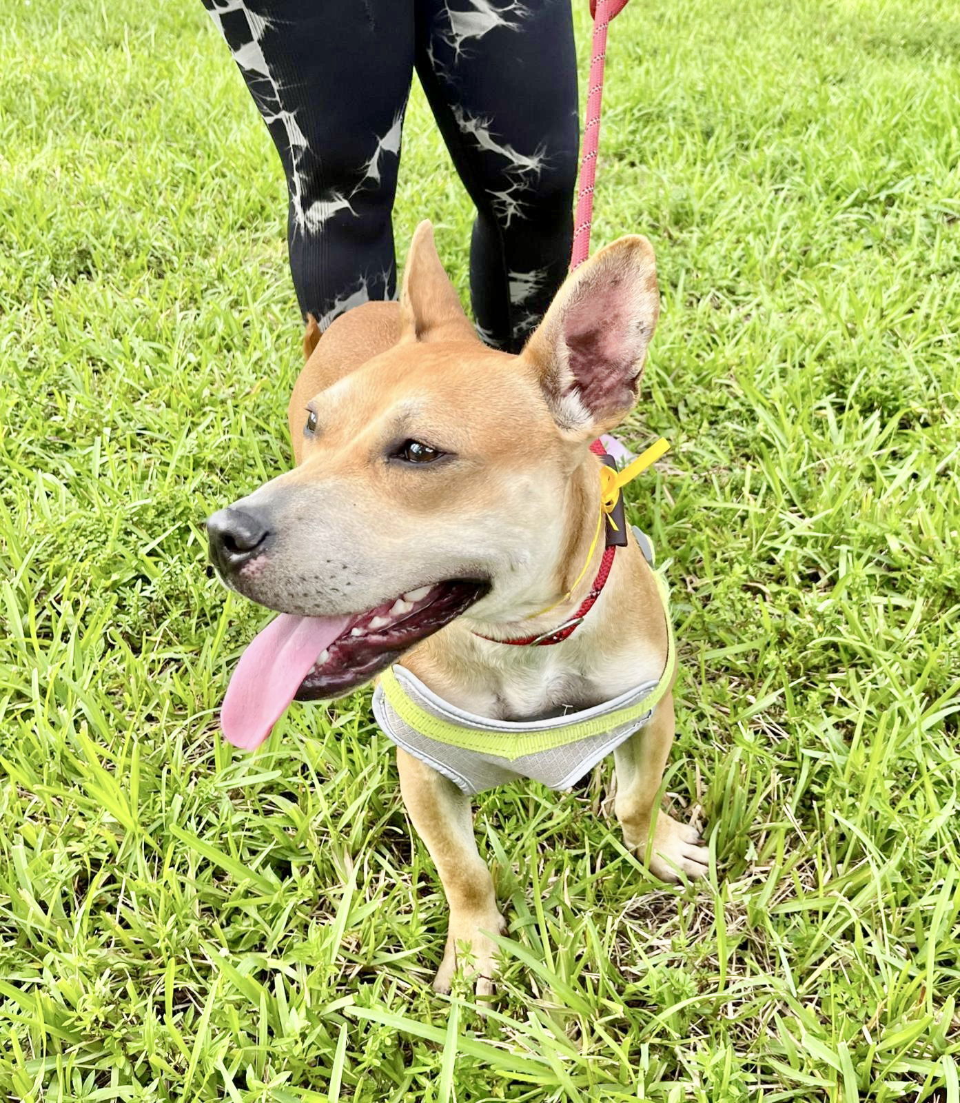 CHEROKEE, an adoptable Corgi in Margate, FL, 33068 | Photo Image 6