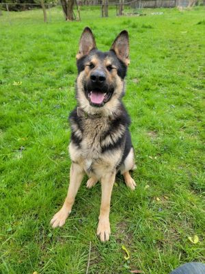 Loki, Adult Male German Shepherd Dog