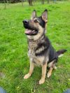 Loki photo 2