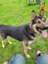 Loki photo 3