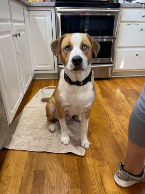 Gunther, Adult Male Hound
