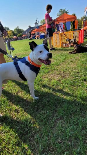 Petey, Adult Male Pit Bull Terrier