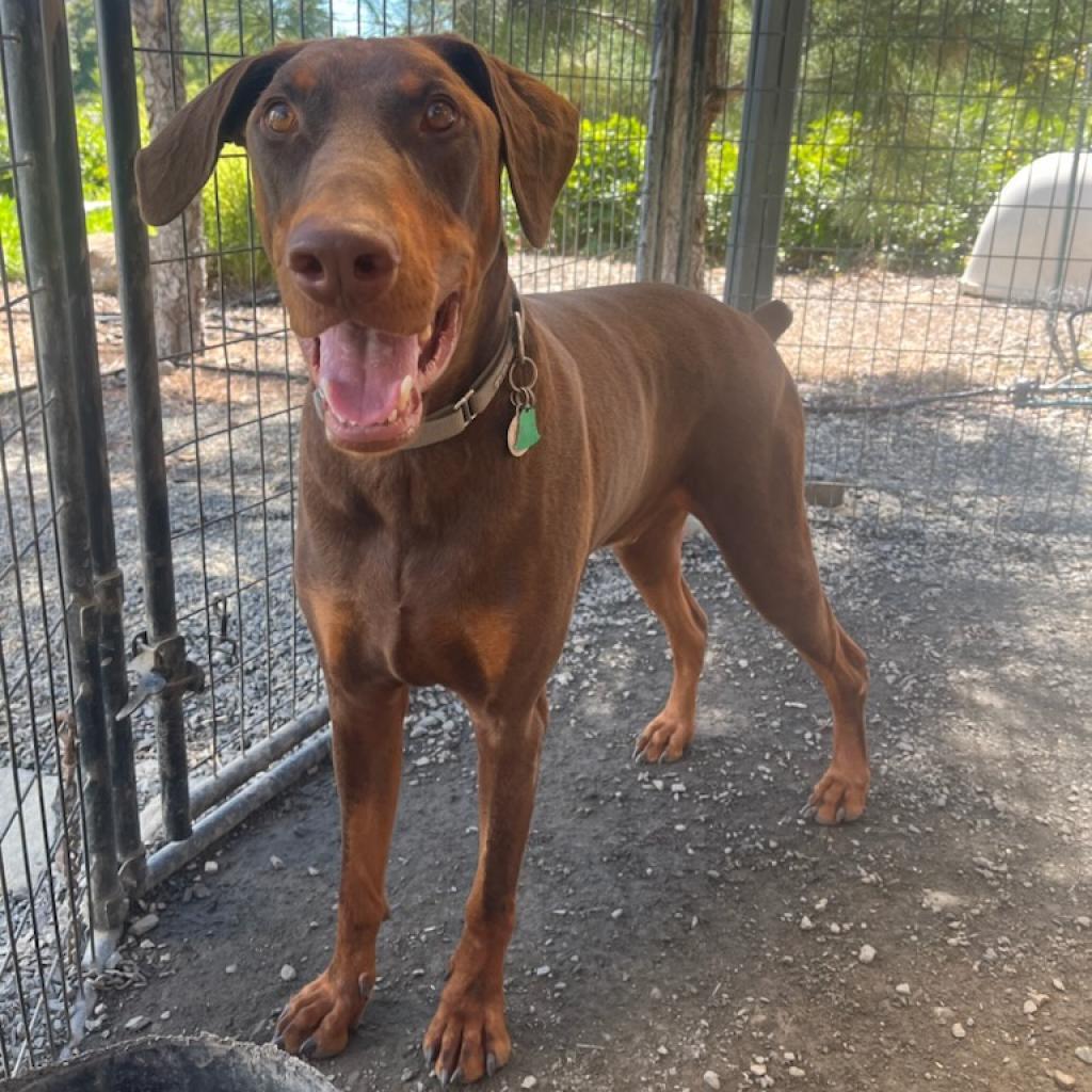 Rex, an adoptable Doberman Pinscher in Cashmere, WA, 98815 | Photo Image 1