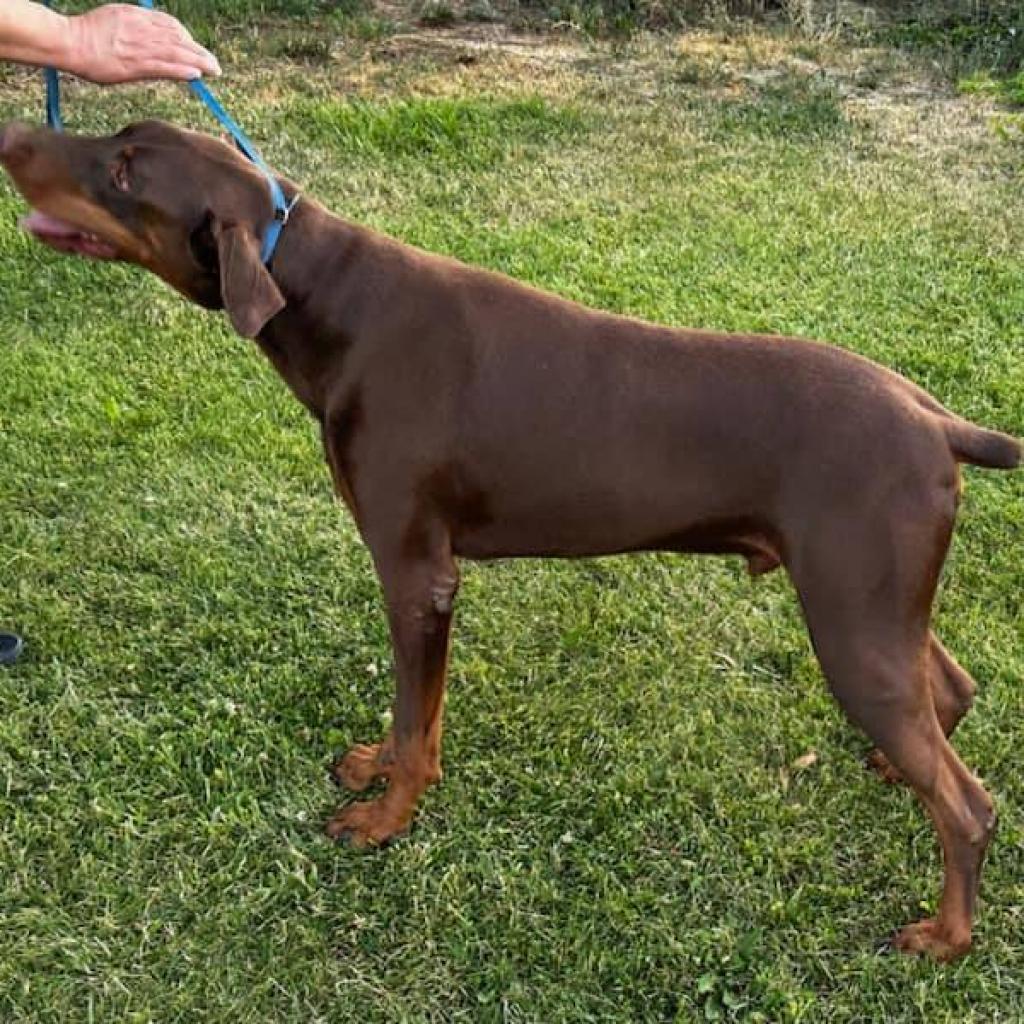 Rex, an adoptable Doberman Pinscher in Cashmere, WA, 98815 | Photo Image 5