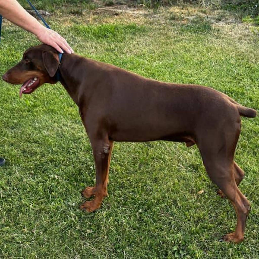 Rex, an adoptable Doberman Pinscher in Cashmere, WA, 98815 | Photo Image 6