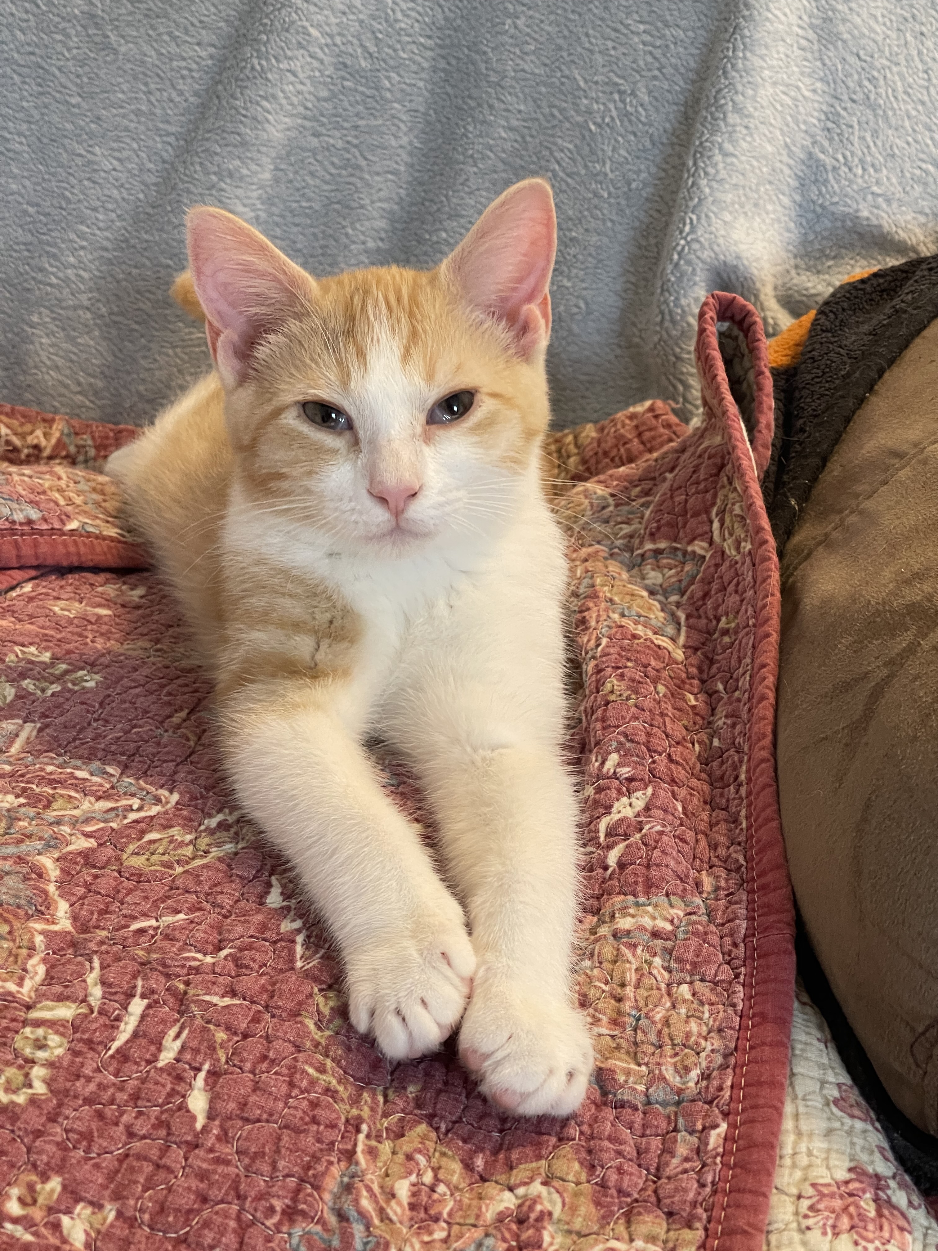 Cat for adoption Bodhi, a Domestic Medium Hair in West Mifflin, PA Petfinder