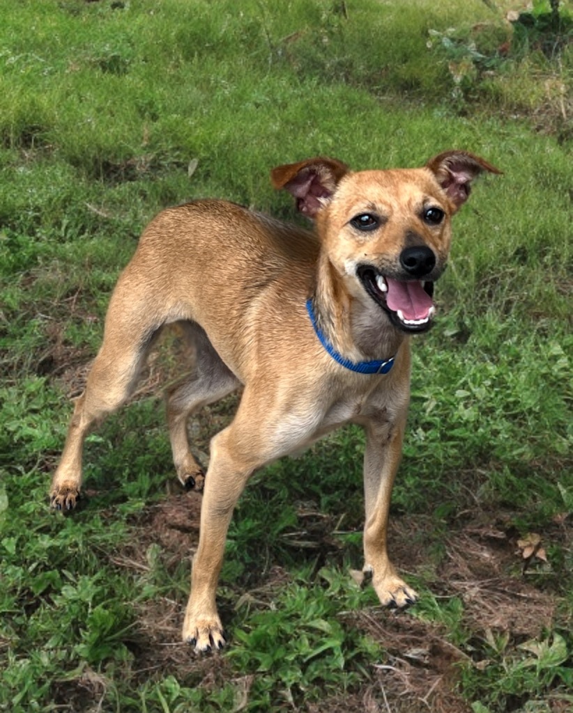 Harley, an adoptable Whippet, Rat Terrier in Dalton, GA, 30721 | Photo Image 1
