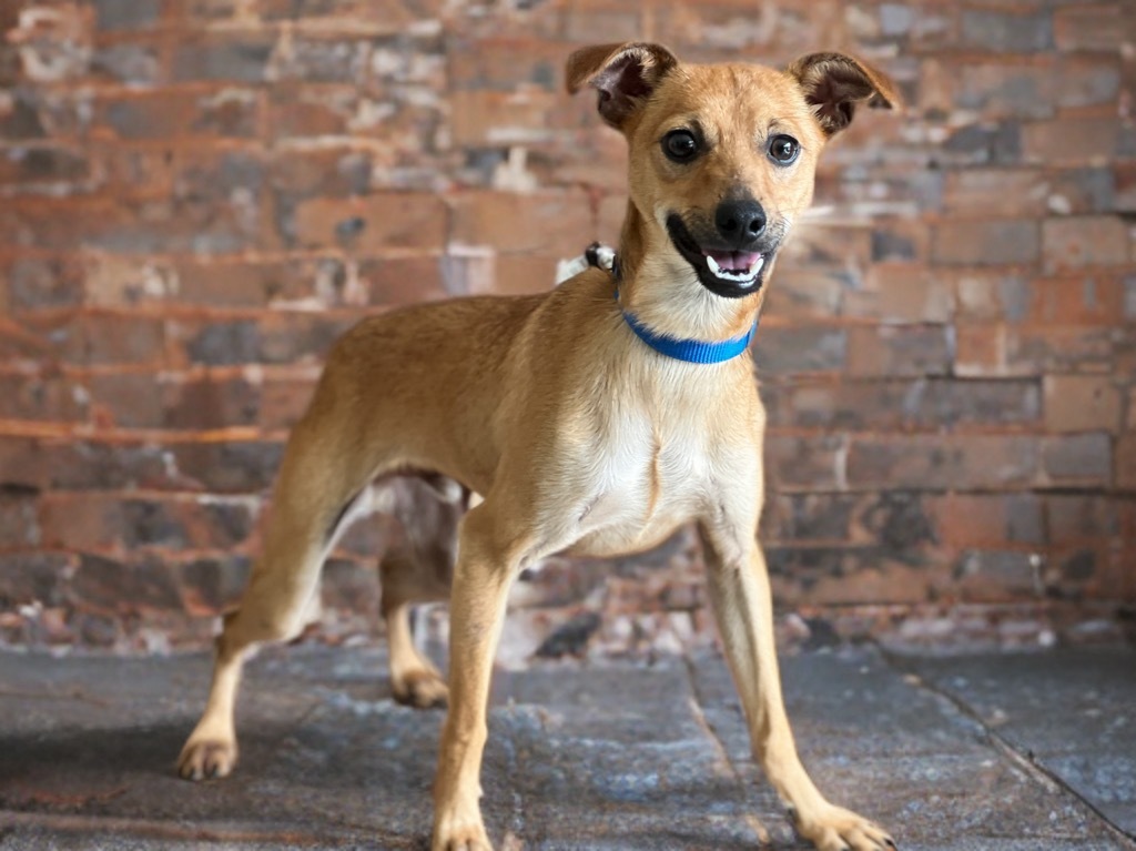 Harley, an adoptable Whippet, Rat Terrier in Dalton, GA, 30721 | Photo Image 1